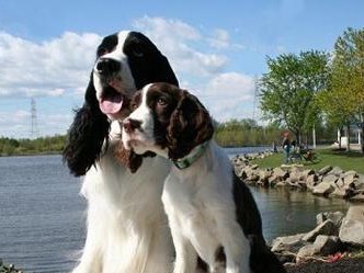 探究英国史宾格犬身高体重（了解宠物养殖的重要指标，以史宾格犬为例）