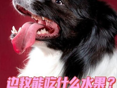 小边牧的饮食喜好与养生之道（了解小边牧的食欲并科学喂养，助其健康成长）