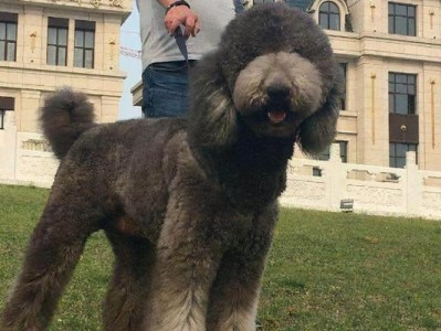 如何科学喂养贵宾犬（从营养搭配到日常护理，让你的贵宾犬健康成长）