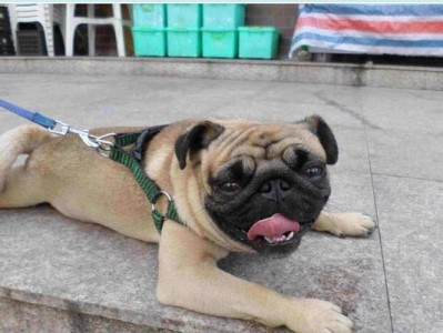 以巴哥犬训练全攻略（如何培养一只温顺听话的巴哥犬）