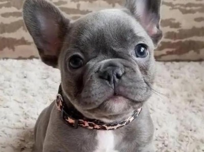 法国斗牛犬养护与训练（关注法国斗牛犬健康与行为，打造忠诚可靠的伴侣）