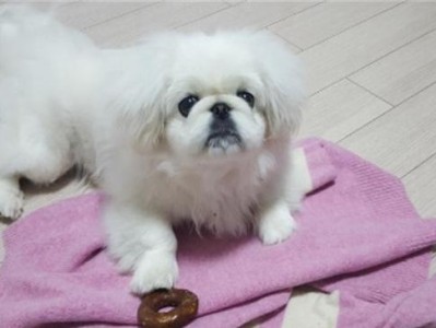 如何帮助宠物狗应对中暑的突发情况（为你的爱犬提供必要的防晒和水分保护，从而避免中暑）
