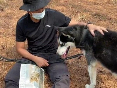 二哈宠物能否训练好？（探讨二哈宠物训练的难点及解决方案）