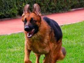 如何为德国牧羊犬小犬驱虫（科学有效的驱虫方法，让你的小犬健康成长）
