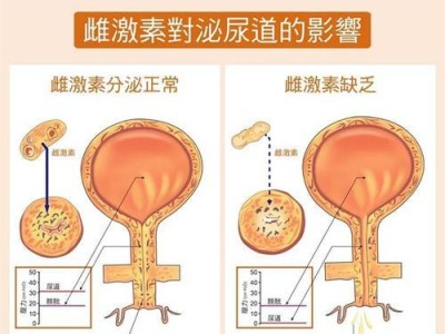 幼犬尿失禁的原因及解决方法（揭秘幼犬尿失禁背后的原因，探讨如何帮助幼犬摆脱尿失禁困扰）
