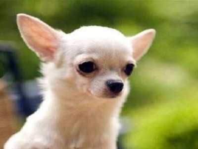 吉娃娃犬的性格特点解析（探究吉娃娃犬的个性与习性，走进它们的内心世界）