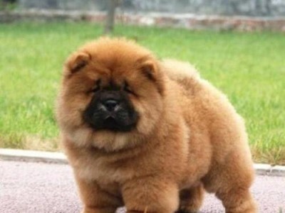 松狮犬的蔬菜饮食指南（营养均衡的蔬菜对松狮犬的重要性）