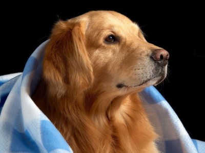 金毛犬（探索金毛犬的六大优点及其让人无法抗拒的魅力）