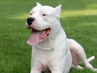 如何训练杜高幼犬的呼名？（用宠物训练技巧培养爱犬听从主人指令）
