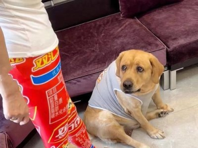 金毛犬六大优点，让人越来越爱养它！（探究金毛犬的魅力所在，为什么它成为越来越多人养宠的首选？）
