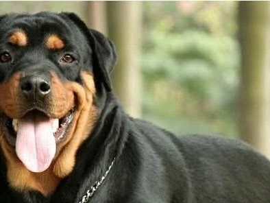 如何科学养护你的罗威纳犬？（以罗威纳犬的饲养方法为主题，让你更好地享受和宠爱你的宠物）