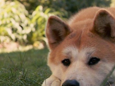 秋天犬不掉毛的秘密（了解秋天犬不掉毛的关键，让你的宠物更健康快乐）