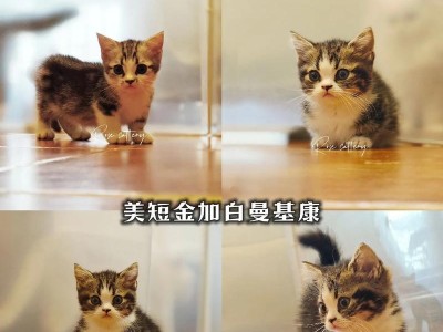 宝贝猫的成长指南（了解你的小猫）