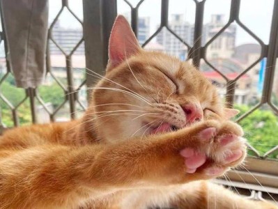 如何让猫咪昏迷？（掌握正确方法，切勿滥用。）