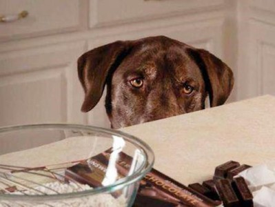 宠物犬绝对不能吃的食物（15种不安全的食品列表及预防措施）