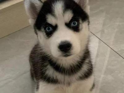 拉布拉多犬幼犬价格因素详解