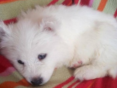 萨摩犬两个月的成长日记（从无助到活泼，探索萨摩犬成长的奇妙旅程）