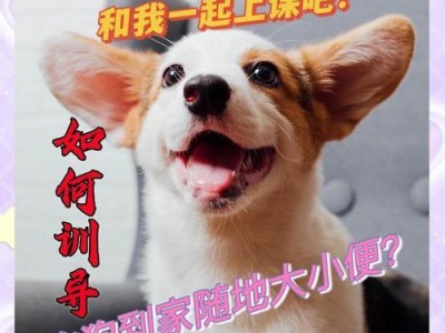 如何训练泰迪定点大小便？（有效方法帮助泰迪养成定点大小便习惯）