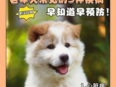 以泰迪犬饮食清单，助力狗狗健康的秘诀（科学喂养，关键在于投食有序）