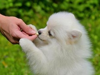探秘小狗性格特点（如何了解你的宠物）