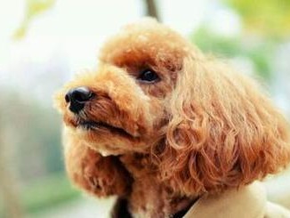 如何冬季保养你的贵宾犬