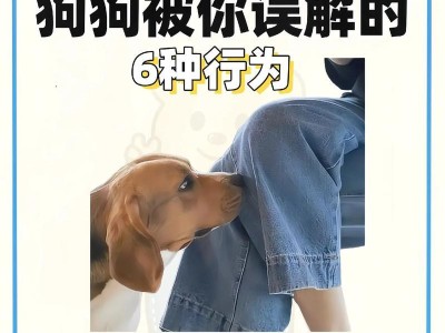 6个饲养狗狗常见的错误行为（为了狗狗的健康和幸福，你需要了解这些错误行为）