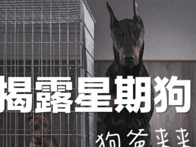 星期犬辨别技巧（如何准确判断星期狗？掌握这些关键技巧，你就能轻松分辨真伪！）