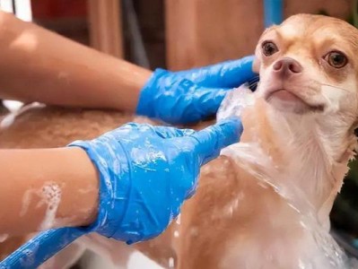 贝生吉犬的饲养指南（了解贝生吉犬的特点及饲养技巧，让你的爱宠健康成长）