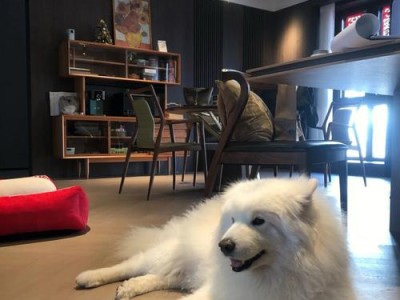 狗狗产后一个月恶露不尽，该如何处理？（怀孕、分娩和恢复过程中的注意事项）