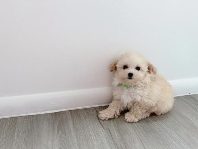 以泰迪为什么根部是白色的？（探索泰迪犬毛色的奥秘）