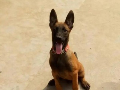 以德国牧羊犬多大养合适？（生产后30至第40天左右的关键时期）