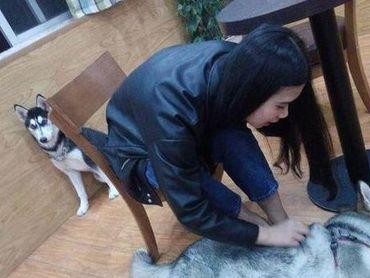 《哈士奇的喜怒哀乐》（探究哈士奇的情绪变化，了解宠物的内心世界）
