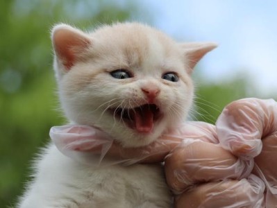 猫咪感冒了怎么办？（猫咪打喷嚏应该注意什么？）