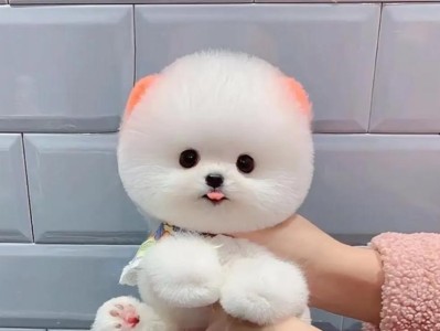 疯狂的博美价格（网友质疑，品相尚可，但卖价过高，卖家想钱想疯了）