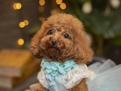 探讨泰迪犬腹泻原因及应对方法（从宠物健康角度出发，为泰迪犬腹泻提供有效解决方案）