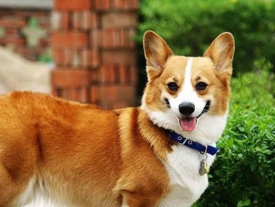 揭秘可爱的柯基犬的缺点（探究柯基犬的不足，让您更全面了解它们）