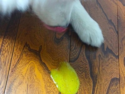 为什么狗狗会突然吐？（探索狗狗突然吐的原因及解决方法）