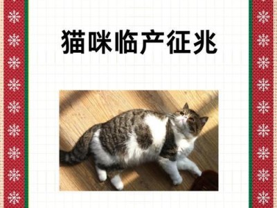 猫咪怀孕需要注意的事项（保证猫咪健康安全的关键是预防、营养和监测）