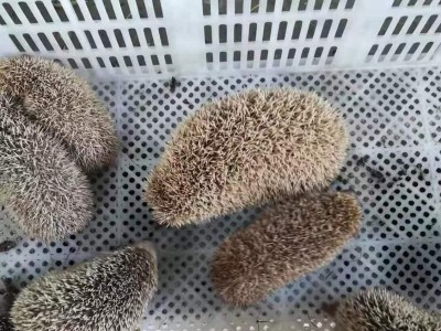 刺猬饲养方法（了解刺猬的饲养知识，让它们健康快乐）