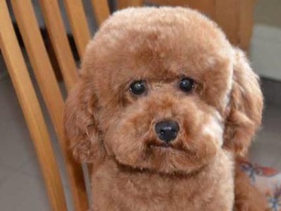 如何选择适合灵峰犬的狗粮（以宠物为主，打造营养均衡的饮食）