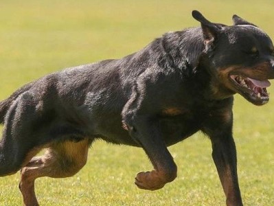 以罗威纳犬的发育为标准的宠物繁殖指南（如何在罗威纳犬的成长过程中做到科学繁殖）