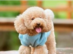 如何解决贵宾犬乱咬东西的毛病（以宠物为主，让你的贵宾犬摆脱乱咬东西的毛病）