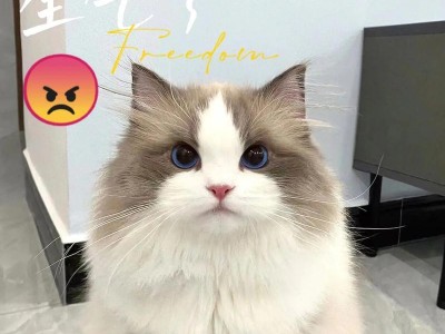 科学喂养猫的猫粮量（了解猫粮喂养原则及合理分配）