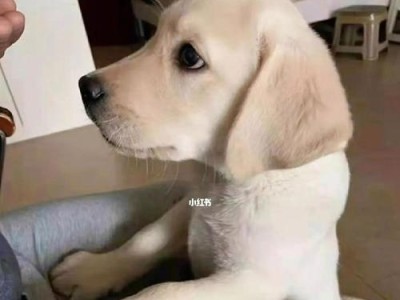幼犬拉布拉多如何正确食用狗粮（教你正确泡水喂养，让宠物健康成长）