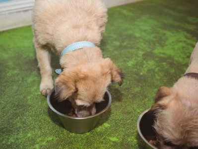 狗为什么会吐拉绿色的原因（探究狗吐拉绿色的可能食物和健康问题）