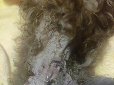 狗狗翻肠子的症状及处理方法（了解狗狗翻肠子的常见症状，预防与处理关键）