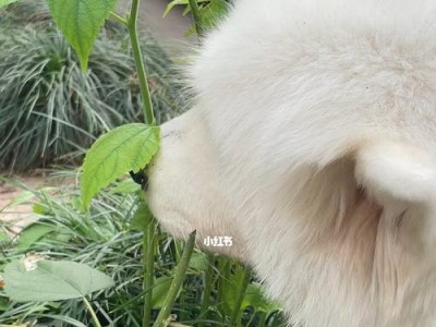萨摩耶为什么会吃草？（探究宠物犬食草的原因及对健康的影响）