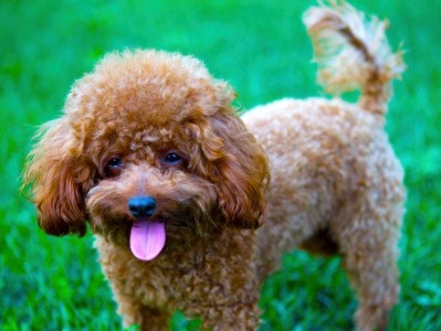 纯种泰迪犬的价格究竟是多少？（泰迪犬价格与品质挂钩，不要被高价蒙蔽低价也需警惕）