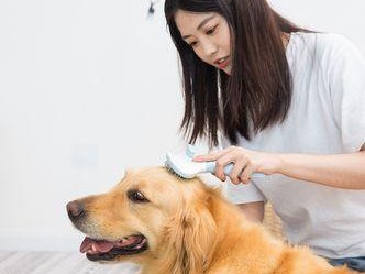 给宠物金毛每天梳毛的好处（保持宠物健康、美丽与舒适）