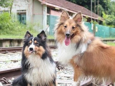 喜乐蒂和苏格兰牧羊犬的区别（探索宠物世界中的两种不同狗狗）